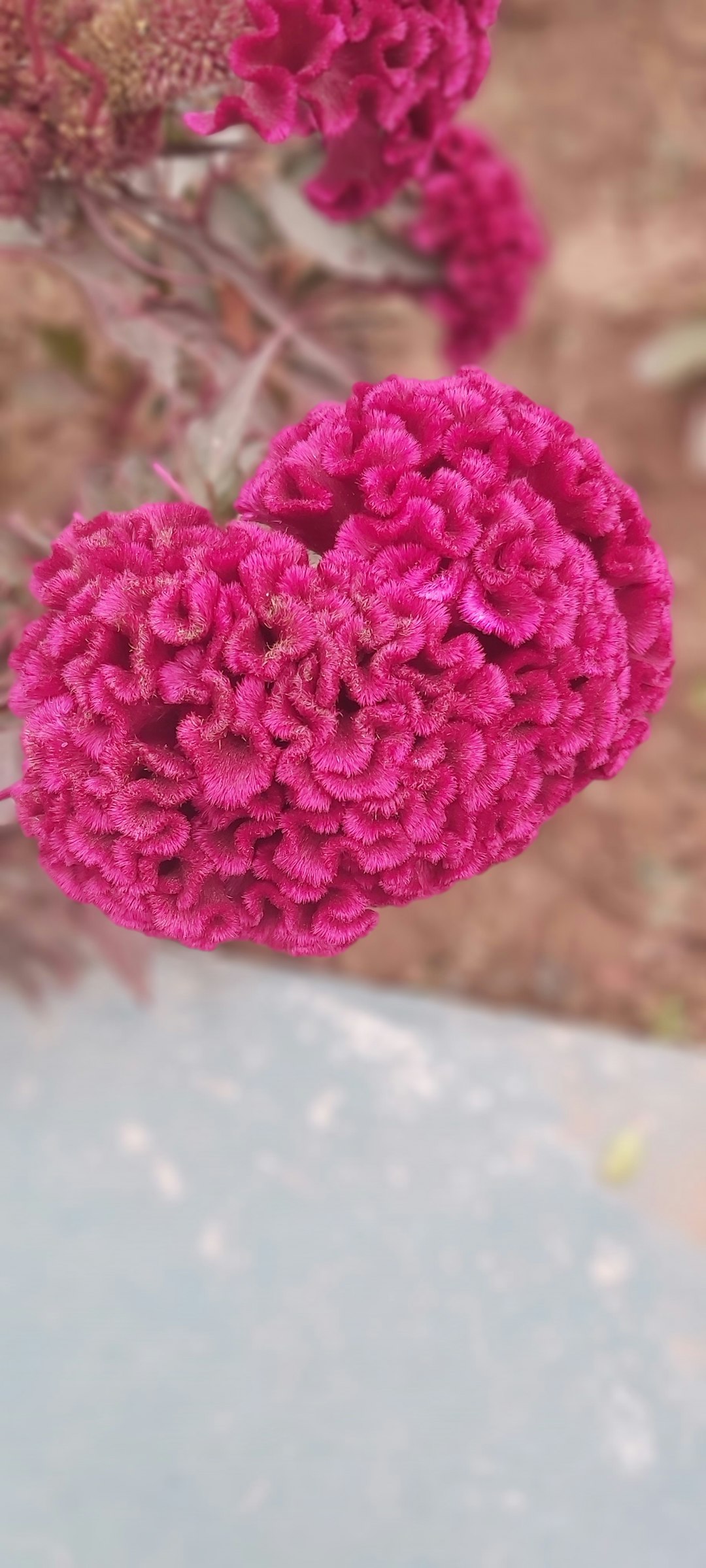 Bó hoa tình yêu vô cực - hình ảnh 4