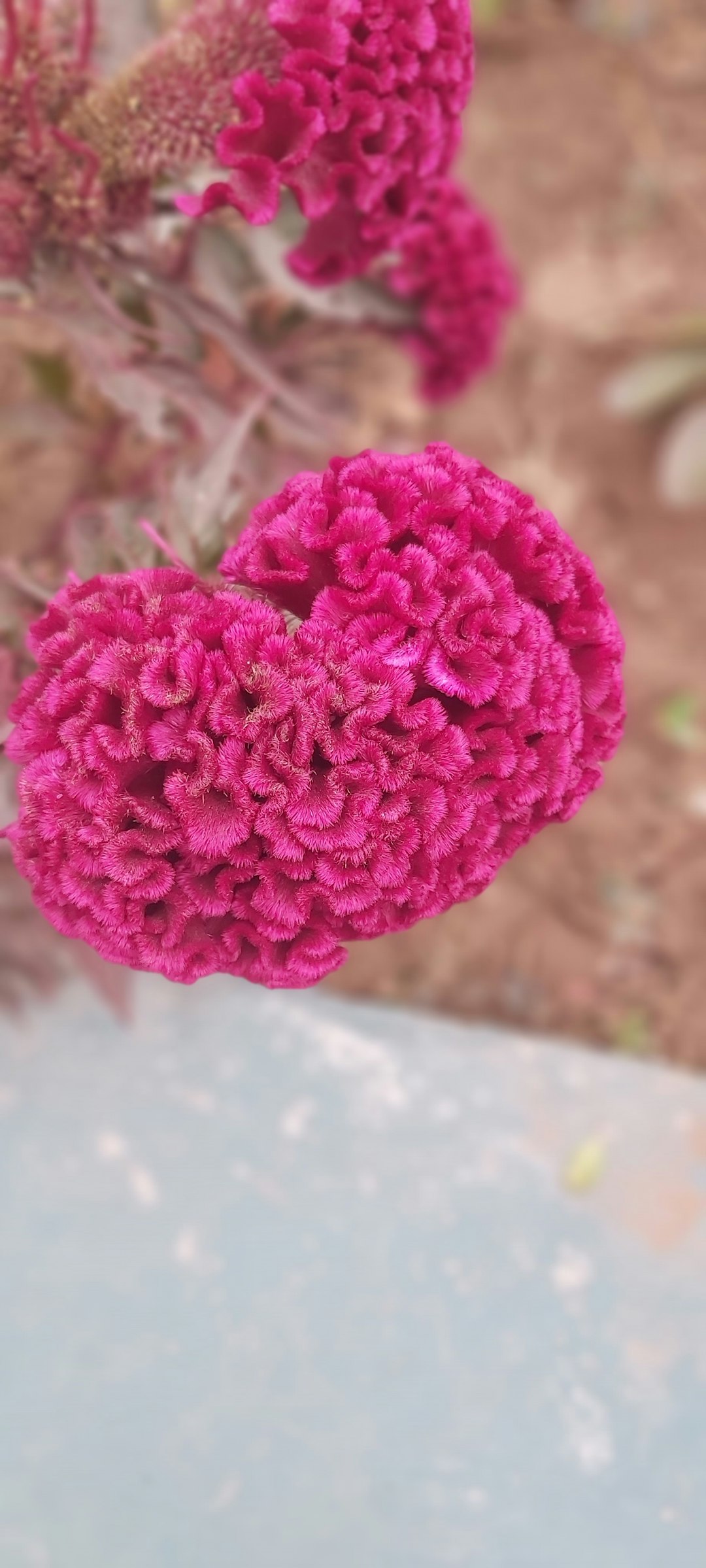 Bó hoa tình yêu vô cực - hình ảnh 5